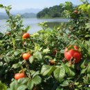 화진포호수 이미지