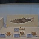 덕소자연사박물관 이미지