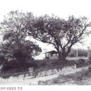 목신리 보살상 | 용인 목신리 석조보살상(용인 원삼면)