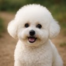 도그랑힐스 | [공지] 강아지 사료 추천 리스트 (가성비 좋고, 후기 좋은 것들만)