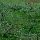 4월 29일 심부잣집 모란꽃 정원과 청송 안동 의성 사과꽃 여행 이미지