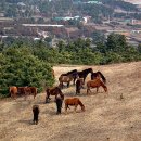 제주를 그리다 이미지