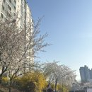 원성천1길161-3 | 원성천 벚꽃 실시간 천안 벚꽃 명소 봄 산책 후기
