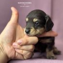 남양주켄넬 이미지