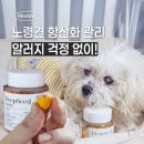 꿀멍꿀멍 | 강아지 항산화제 딥씨드, 알러지 간식 대신 선택한 노령견 영양제