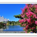 그래도 꽃 이미지