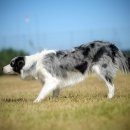 카리스마 이미지