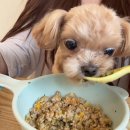 쏘큐트 펫살롱 | 하남 미사, 강아지의 건강한 한끼 화식! 강아지랑 같이 밥 먹을 수 있는 곳 소담한끼