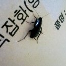 청주방역업체,청주방역,청주소독업체,청주바퀴벌레,진드기,먼지다듬이[전국 셀프방역서비스 소개]