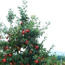 노곡리농장 이미지