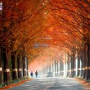 (뉴에이지) 뉴에이지 앨범[Coming Home] Tim Janis - The Fallen Leaves of Autumn (piano reprise) 이미지