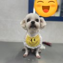 뽀숑그루밍 이미지