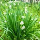 산유골 수목정원 이미지