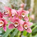 해피데이 이미지