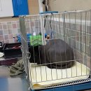 멍멍이랑 사랑하기 이미지