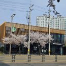 해밀예당1로 | 남양주 연평 스타벅스 DT점 벚꽃뷰와 신메뉴 슈폼딸기라떼 후기