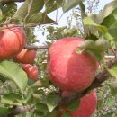 후평농장 이미지