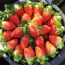 김상수 농장 이미지