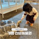 유동물원 | 신비동물원 가평 내돈내산 다녀온 솔직후기 가격 할인, 식당 맛집정보