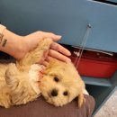 푸른들 동물병원 이미지