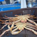 유통단지길(풍산읍) | 안동 수산물도매시장 대게 시세 및 이용 꿀팁! 가족 외식으로 숭어회까지 완벽 정복