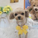 꿀멍꿀멍 이미지