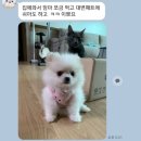 더멍멍 충주점 이미지