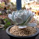 크로키아 이미지