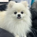 저단25 | 강아지 췌장화식 추천 저단저지 저알러지 도거박스