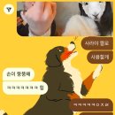 사라보래 이미지