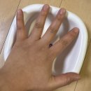 웰핏 | 페스룸 웰핏보울 테이블 강아지 물그릇 내돈내산 후기