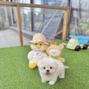 캉스펫 이미지