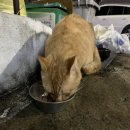 세림동물병원 이미지