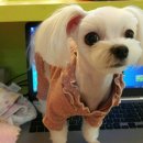 코소코소 꿍이네 네이버블로그