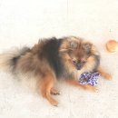 애견 11번가 이미지