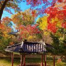 연꽃못작은도서관 | 서울 종로 여행 창덕궁 후원 개방 자유 관람 선착순 현장 예매 후기 조선 궁궐 가을 단풍 이야기