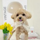 멍 부띠끄 이미지