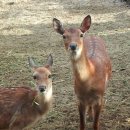 사슴농장 이미지