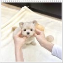 강아지분양 애견분양 퍼피플라워 중랑점 이미지