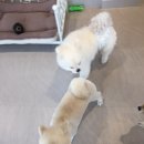 엔젤라독 이미지