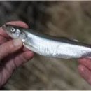 - 유럽빙어 European Smelt 이미지