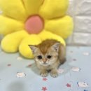 블리독수원점 고양이강아지보호소 24시무료분양 애완견입양 | 신정동고양이무료분양 브리티쉬숏헤어