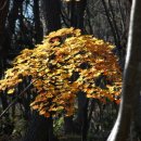 나리 신령수 이미지