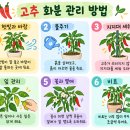 🌱 도시농업체험학교, 우리는 꼬마 농부!🌶️ 이미지
