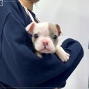 강아지분양 마이댕냥 일산점 | 강아지들의 건강과 행복을 최우선으로 생각하는 일산 강아지분양 마이댕냥 일산점