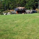 노블라인 도베르만 이미지