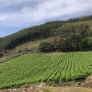 민둥산코스 억새축제 오케이주차장-거북이쉼터-돌리네정상 솔직후기