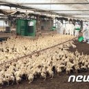 김용빈농장 이미지