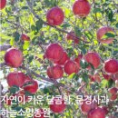 부사 5kg·10kg 솔직 후기｜문경사과 하늘소망농원