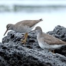 노랑제주 이미지